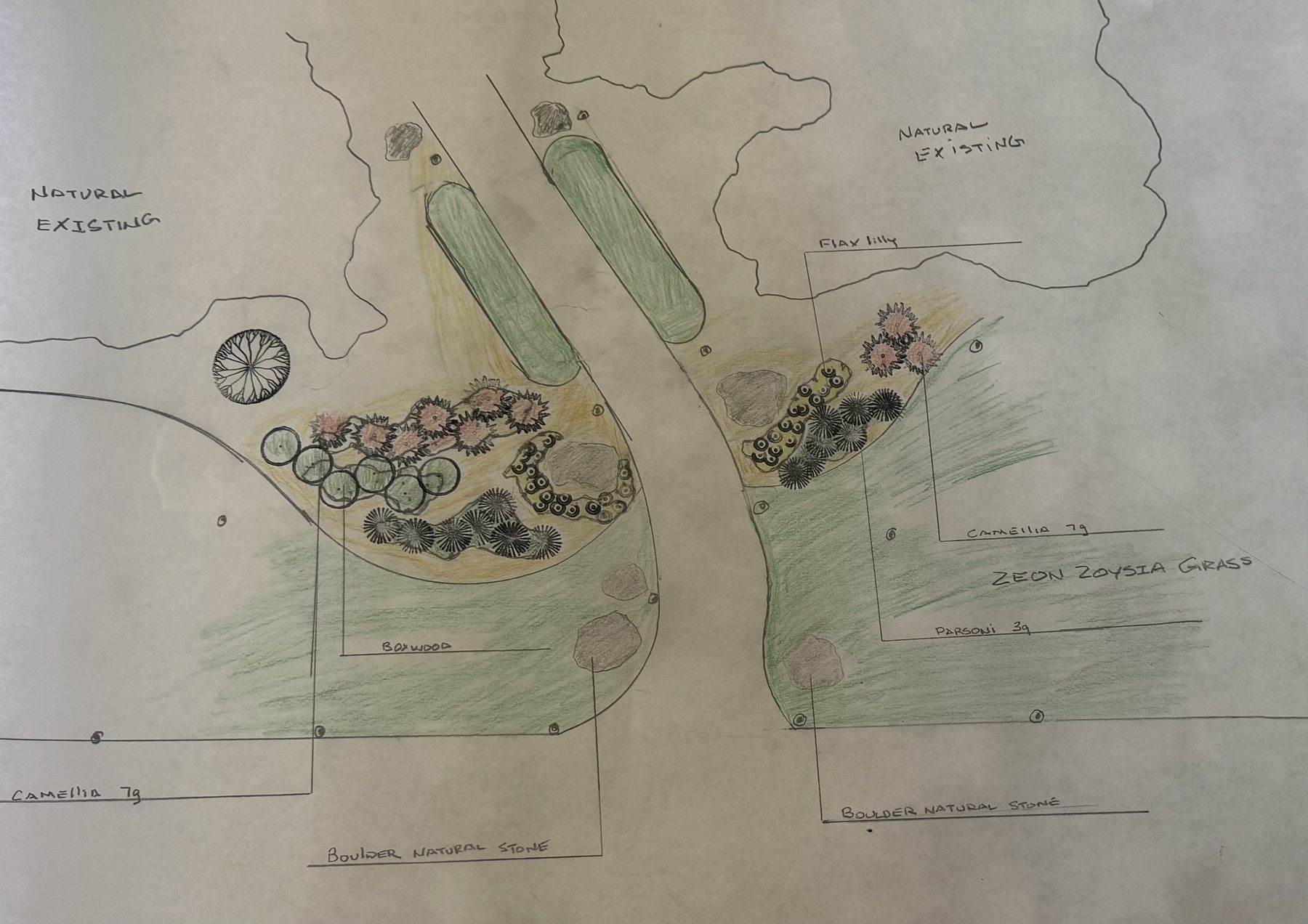 Hand-colored plan with camellias, boxwood, flax lily, natural boulders and Zeon zoysia lawn