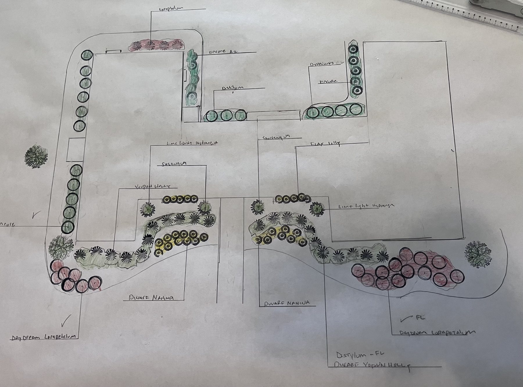 Hand-colored foundation planting plan with Limelight hydrangea, sasanqua, distylium, Encore azalea and Daydream loropetalum