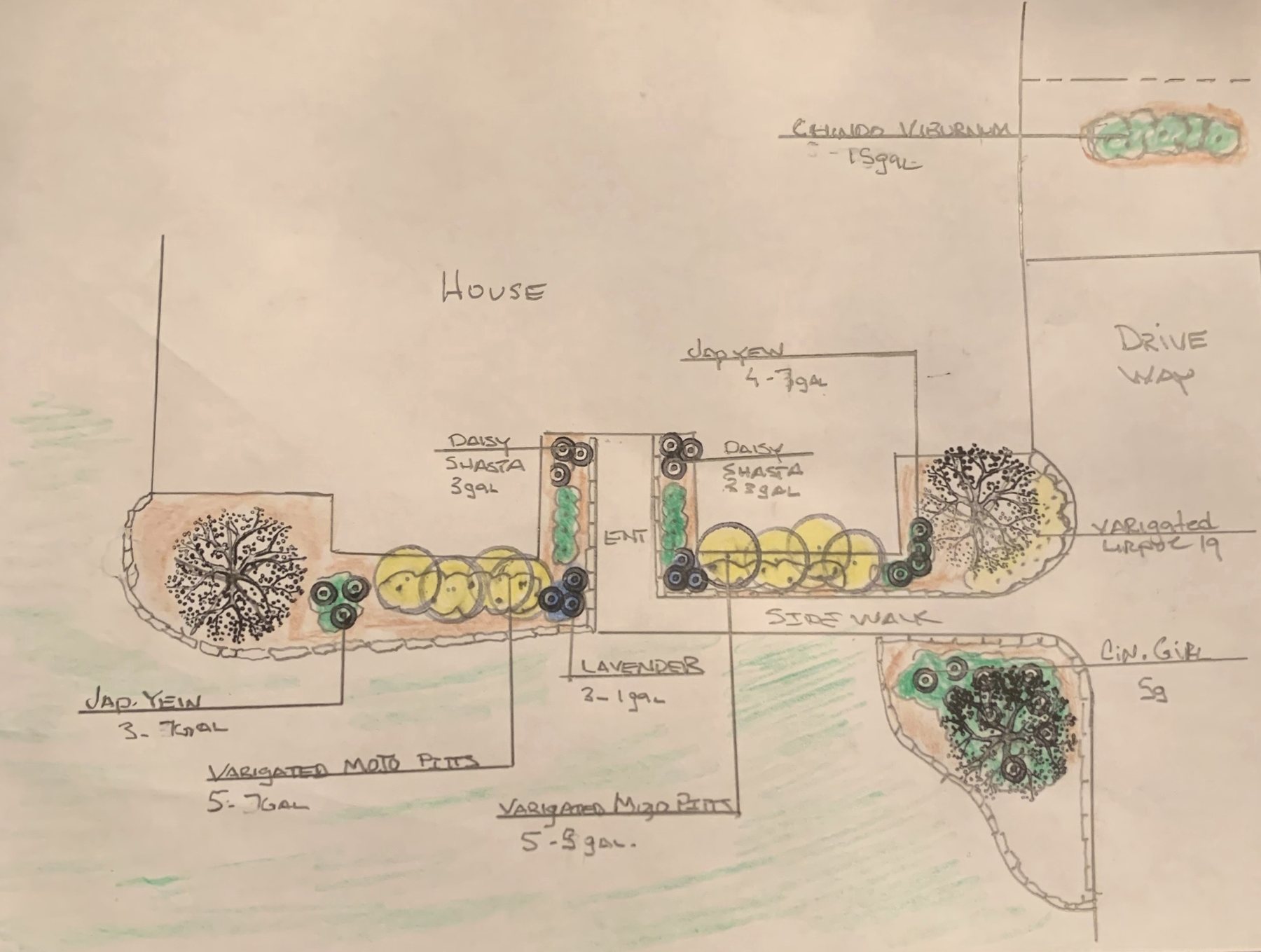 Hand-colored front entry planting plan with Japanese yew, pittosporum, Shasta daisy, lavender and Chindo viburnum