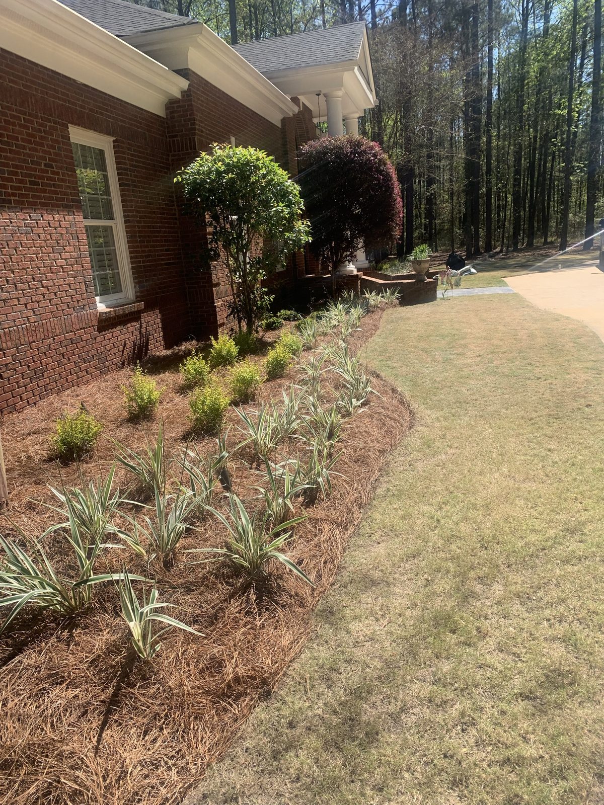Foundation beds with variegated dianella and pine straw