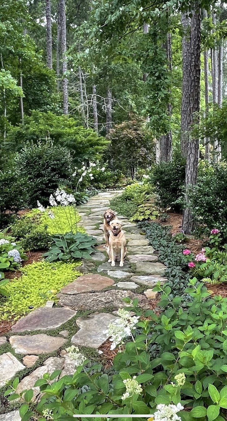 Two dogs on a flagstone path through a shade garden