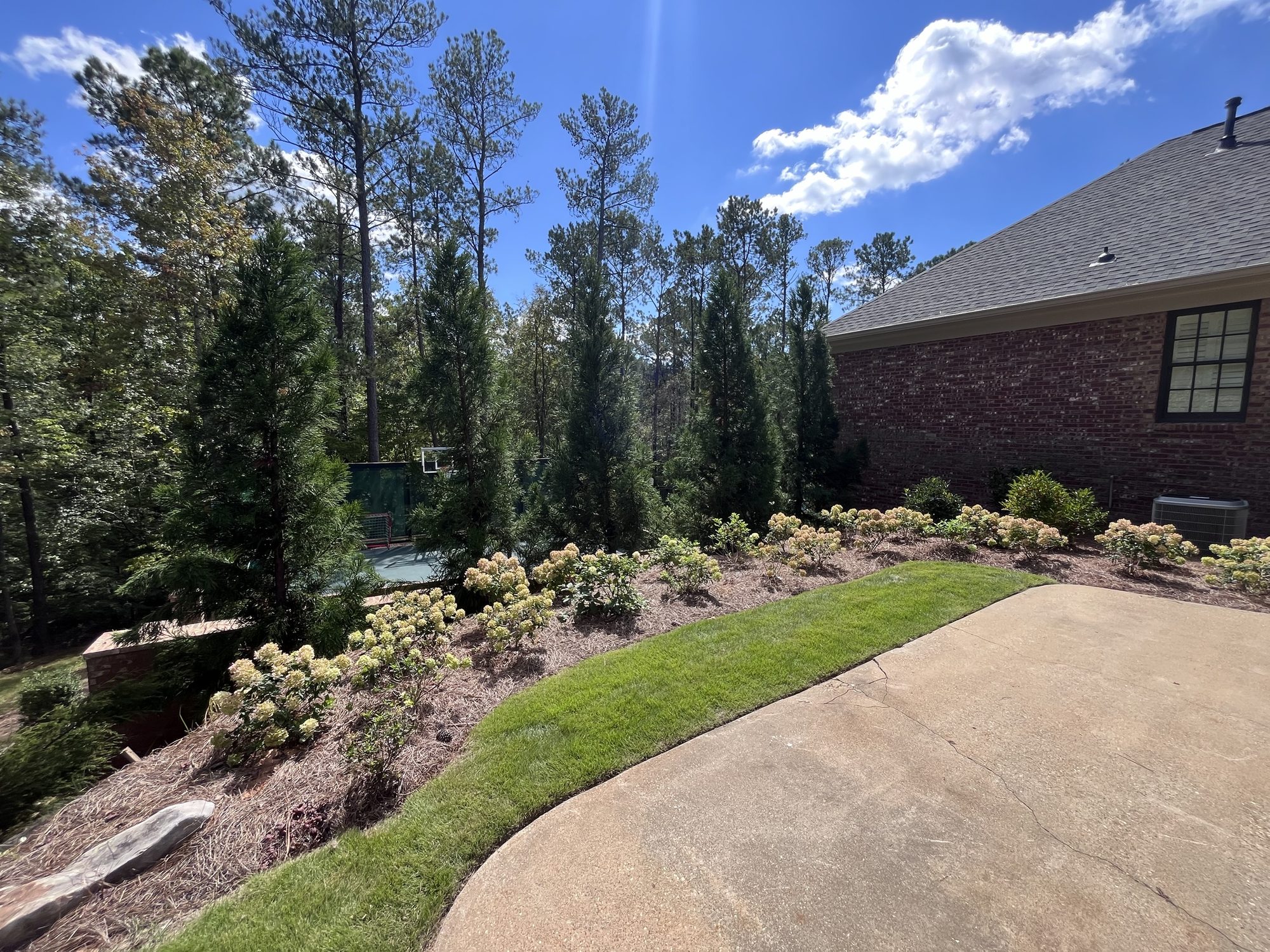 Backyard beds of hydrangeas with an evergreen screen