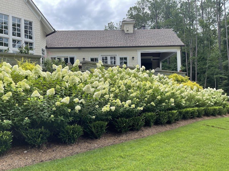Limelight hydrangeas and boxwood along a shingle-style home