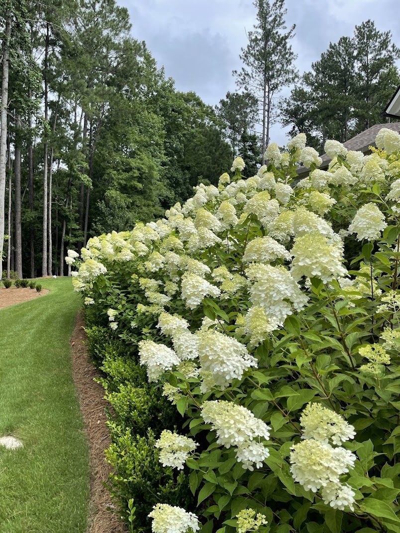 Row of limelight hydrangeas above a boxwood border