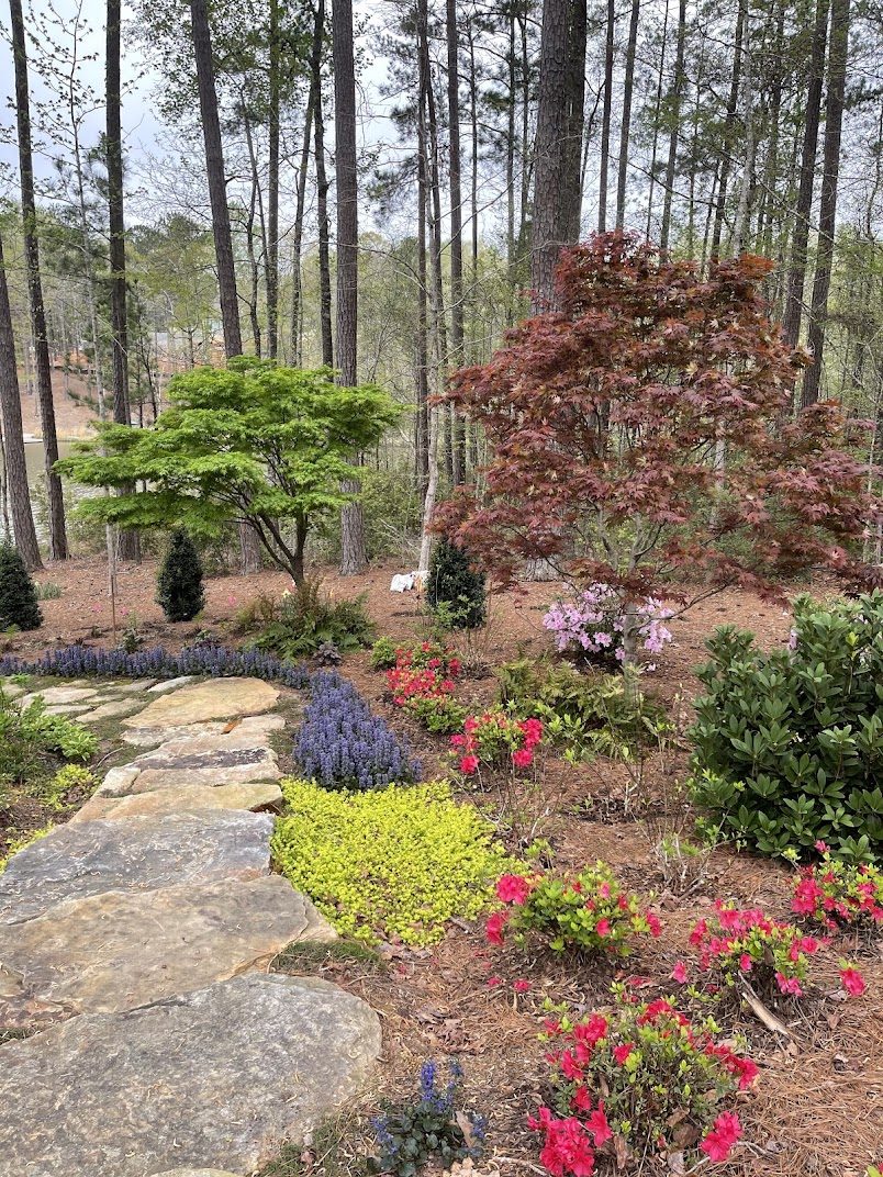 Japanese maples, azaleas and ajuga beside a stone path