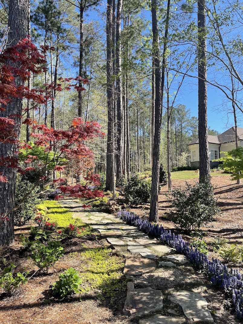 Flagstone path through pines and Japanese maples